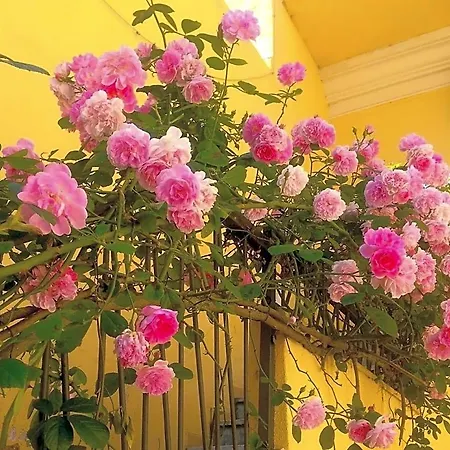 B&B Maison Rosetta Iun-E4948-2